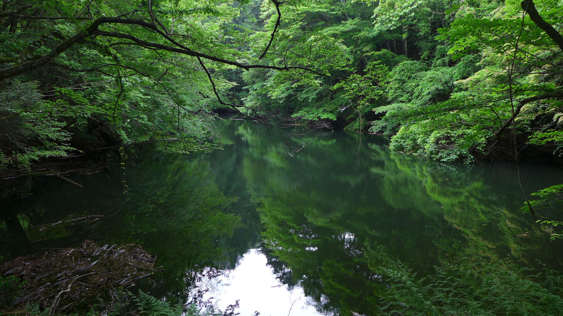 Stiller Waldsee, in dem sich grüne Bäume spiegeln